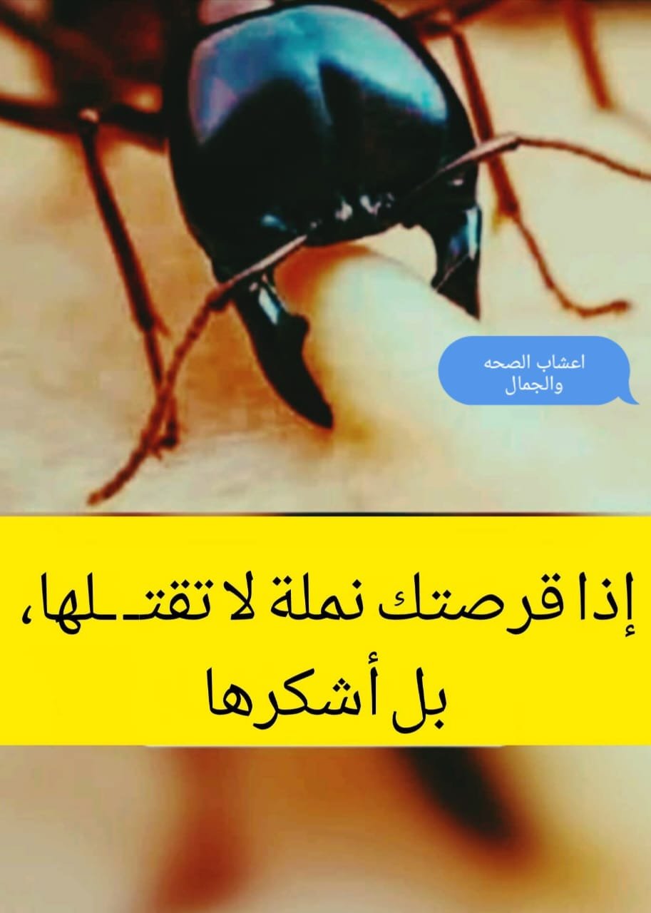 ما هى فوائد قرصه النمله