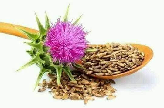 فوائد عشبة شوك العقول