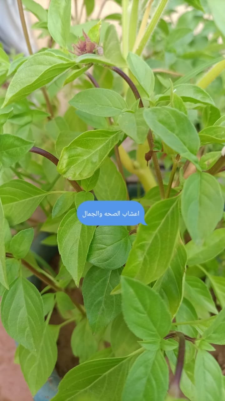 الريحان غنيّ بكنوز غذائية نادرة