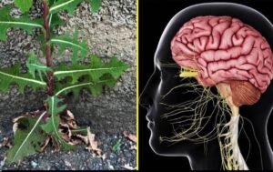 الخس البري ليس مجرد نبات عادى