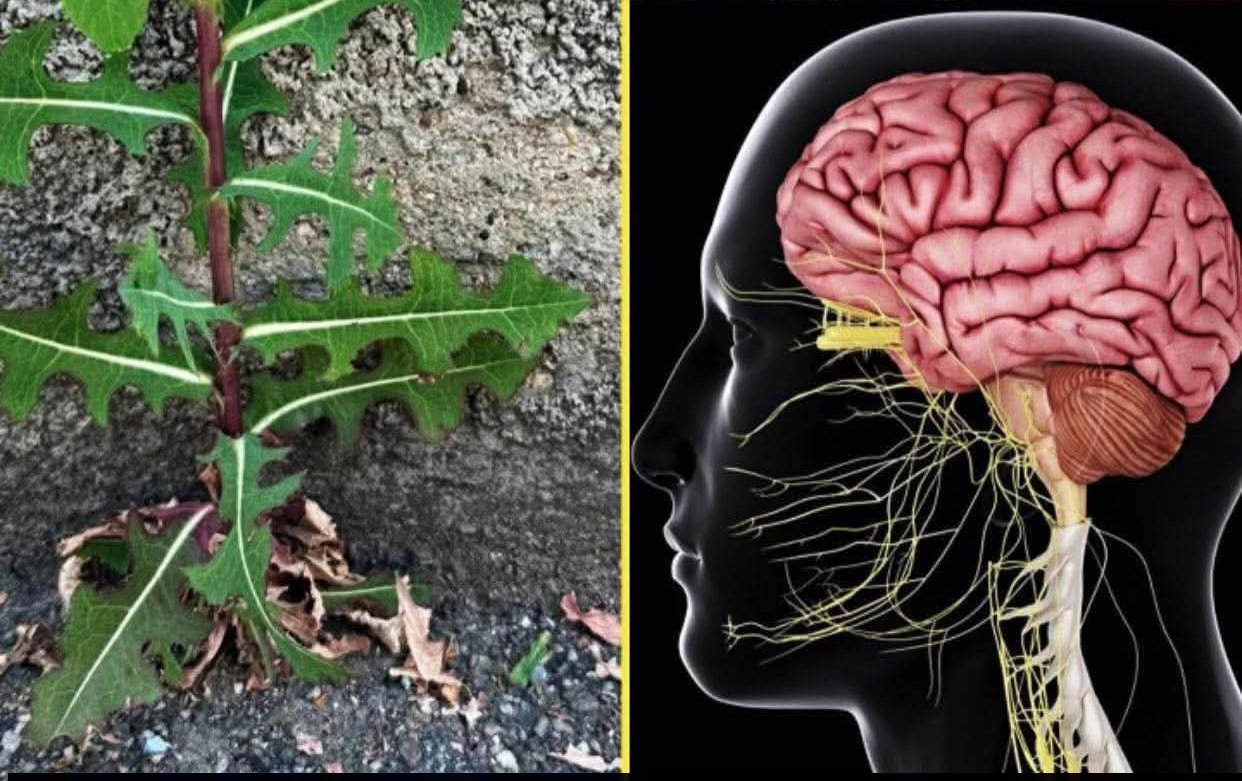 الخس البري ليس مجرد نبات عادى